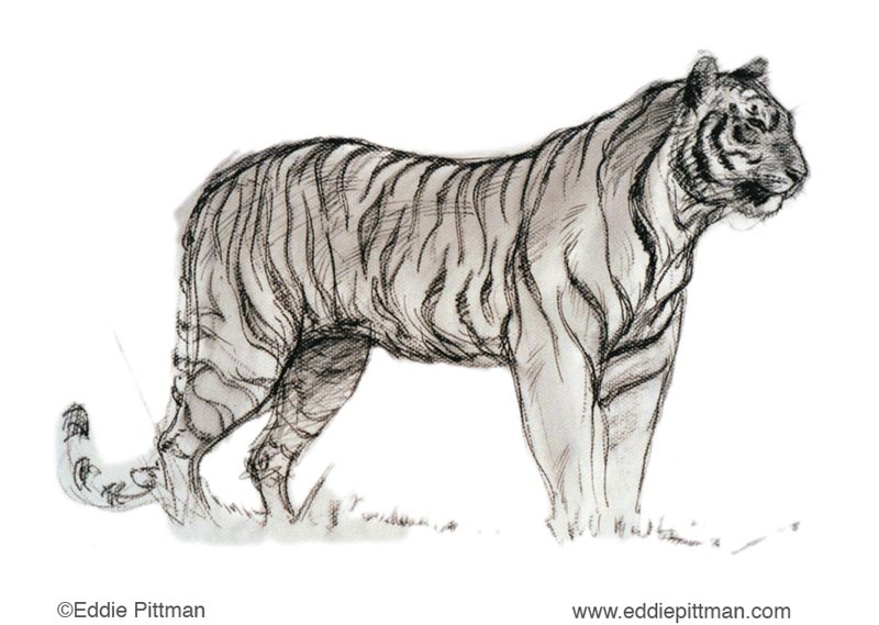 download animal drawing download animal drawing
